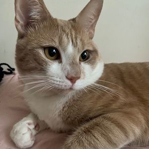 Meet your Posher, Moonlight